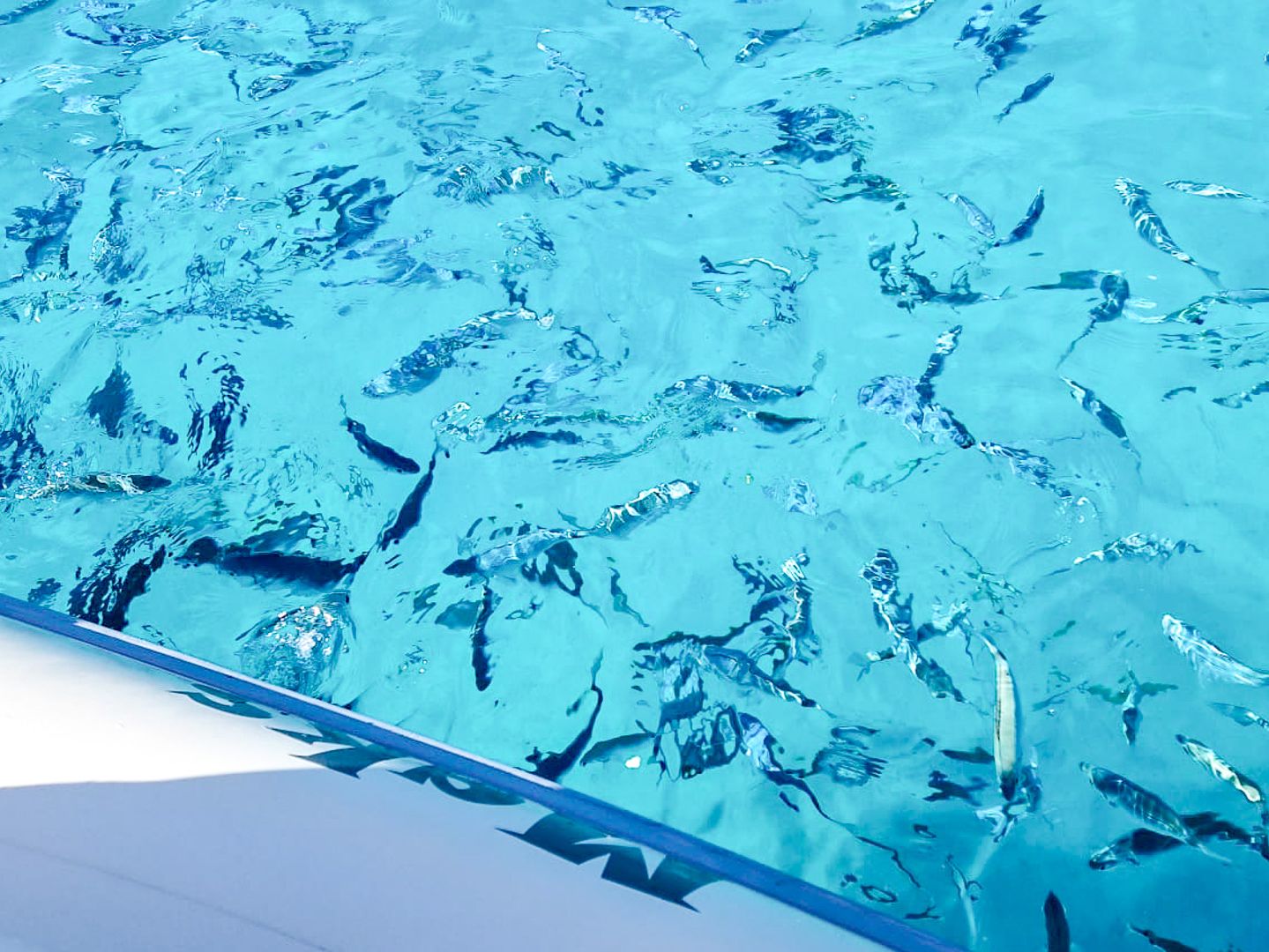 Kornati Lojena  speedboat tour Green Bay 9